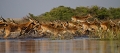  Letchwe, marais de Bangweulu, safari, Thierry Duval ,photographie animalière, Zambie 